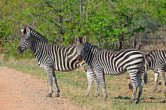 斑马,站立,边缘,碎石路,克鲁格国家公园,南非,非洲