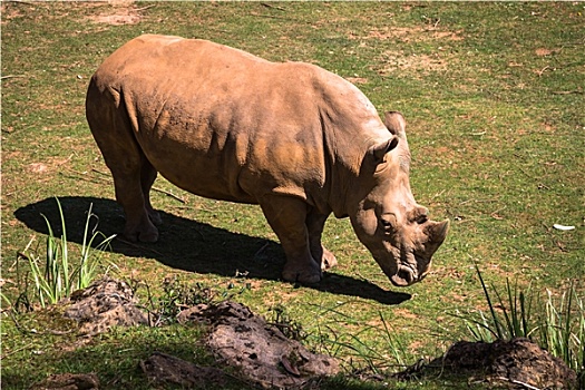 非洲,犀牛,黑犀牛,马赛马拉国家保护区,旅游,西南部,肯尼亚