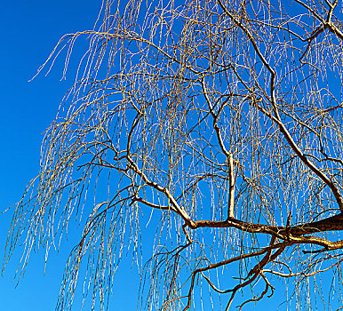 南非,古树,枝条,蓝天,抽象,背景