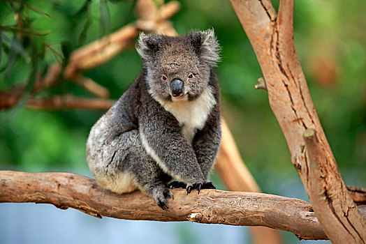 树袋熊,成年,坐在树上,袋鼠,岛屿,南澳大利亚州,澳大利亚,大洋洲