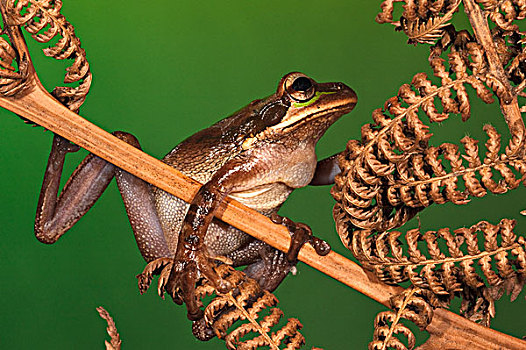 树蛙,干燥,蕨类,西北地区,厄瓜多尔