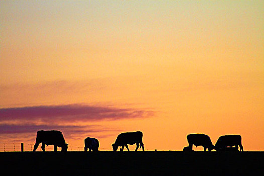 母牛,日落,靠近,南岛,新西兰