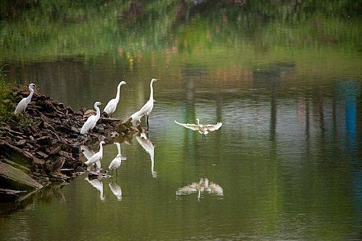 广西梧州,白鹭舞生态美