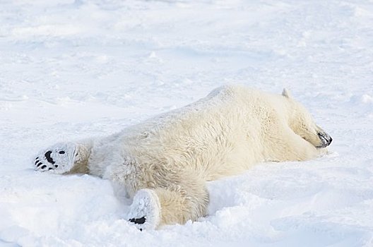 北极熊,卧,雪中