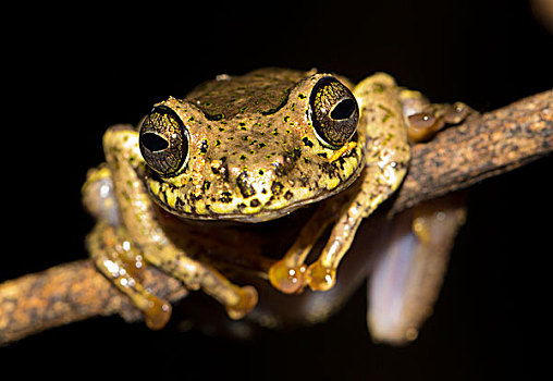 青蛙,雨林,东方,马达加斯加,非洲
