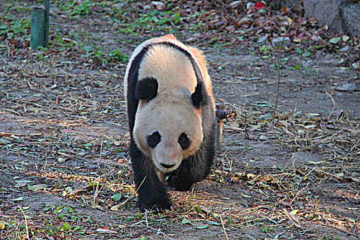 北京动物园大熊猫