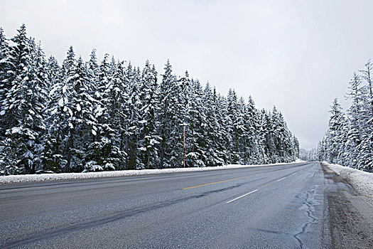 道路,树林,靠近,希望,不列颠哥伦比亚省,加拿大
