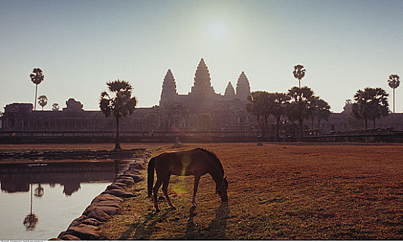 马,放牧,户外,吴哥窟,庙宇,柬埔寨