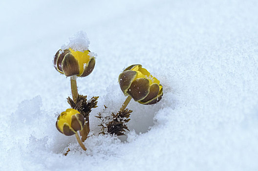 雪地,冰凌