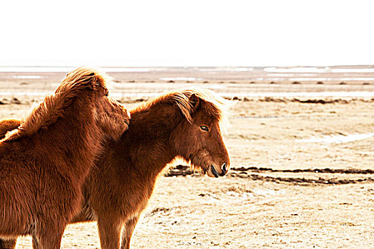 头像,两个,褐色,冰岛,小马