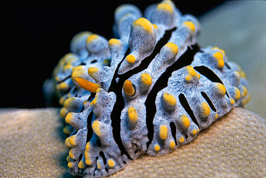 海蛤蝓,菲律宾,亚洲