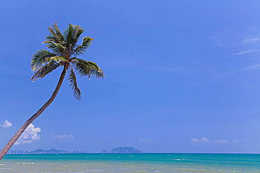 海边椰子树
