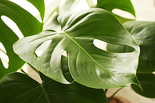 leaf04