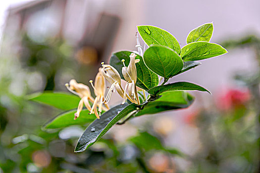 金银花,药用植物,花卉,中药材