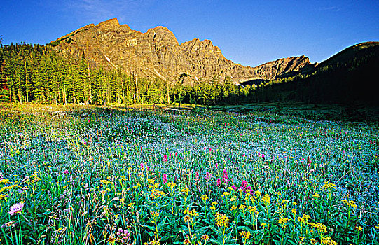 壮观,野花,草地,仰视,全景,山脊,班芙国家公园,艾伯塔省,加拿大