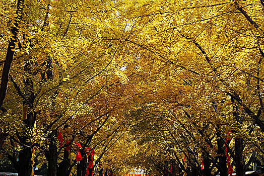 秋天金黄色的银杏树林荫道
