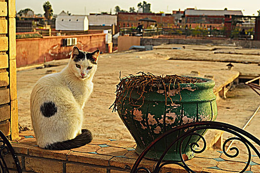 肖像猫坐,窗台,马拉喀什,摩,非洲