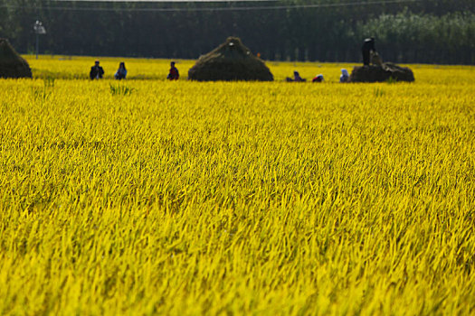 山东省日照市,数千亩水稻金浪翻滚,网友惊叹好一幅美丽乡村丰收画卷