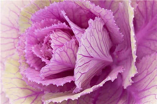 一朵花,紫罗兰,甘蓝,特写