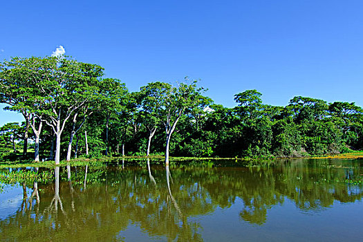 湿地,西南部,巴西,南美