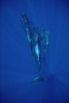 大吻巨头鲸,短肢领航鲸,三个,水下,夏威夷