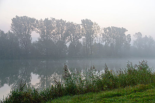 雾状,早晨,莱茵,北莱茵威斯特伐利亚,德国,欧洲