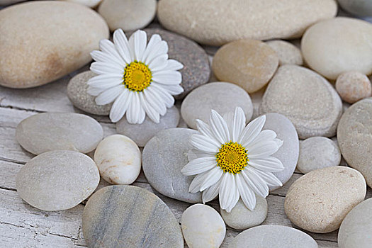 花,石头,静物