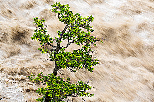 树,河,洪水,班芙,艾伯塔省,加拿大
