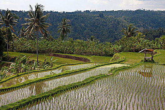 稻田,靠近,北方,巴厘岛,印度尼西亚,东南亚,亚洲