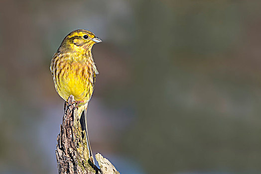 金翼啄木鸟,黄鹀,坐,树桩,提洛尔,奥地利,欧洲
