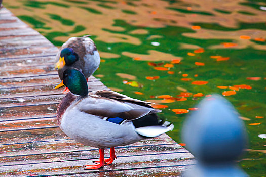 德国美丽的国王湖湖边的野鸭