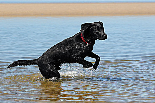 黑色拉布拉多犬,玩,水,狗,海滩