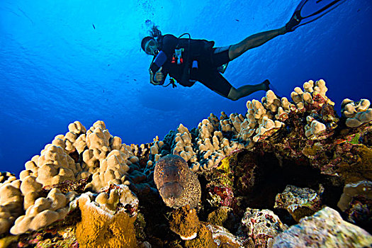 潜水,岁月,海鳝,莫洛基尼岛,南,毛伊岛,夏威夷,美国