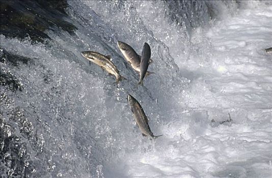 红大马哈鱼,红鲑鱼,跳跃,上游,产卵,季节,秋天,卡特麦国家公园,阿拉斯加