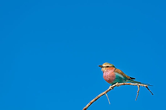 紫胸佛法僧鸟,栖息,枝条,埃托沙国家公园,纳米比亚,非洲