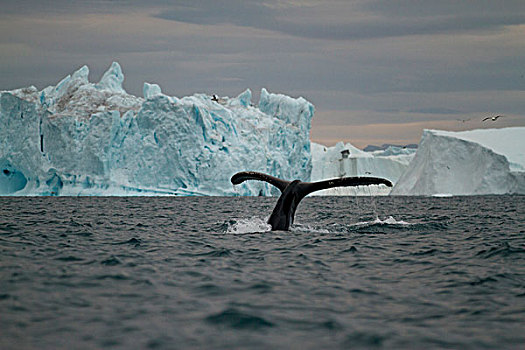 格陵兰,伊路利萨特,驼背鲸,大翅鲸属,鲸鱼,声音,进食,迪斯科湾,靠近,冰山,雅各布港,夏天,晚间