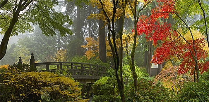 木桥,日式庭园,秋天,全景