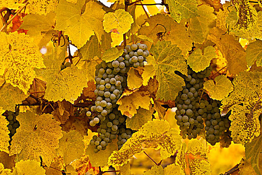 葡萄藤,秋天,丰收,奥克纳根谷,不列颠哥伦比亚省,加拿大
