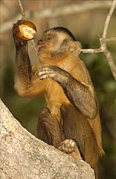 褐色,棕色卷尾猴,树上,喝,猴子,使用,石头,砧座,裂缝,栖息地,巴西