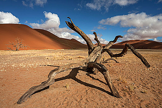 死,骆驼,刺,树,沙丘,正面,索苏维来地区,纳米布沙漠,纳米比诺克陆夫国家公园,纳米比亚,非洲