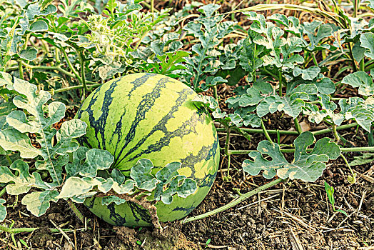 绿色的西瓜在瓜田