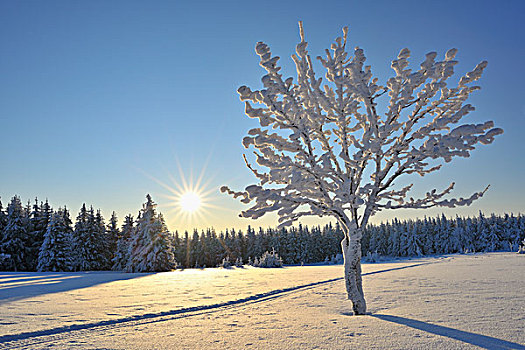 雪,遮盖,树,图林根州,德国