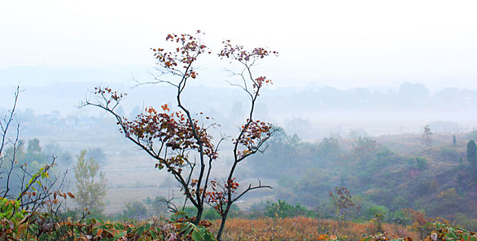 湖北安陆,霜叶红于二月花