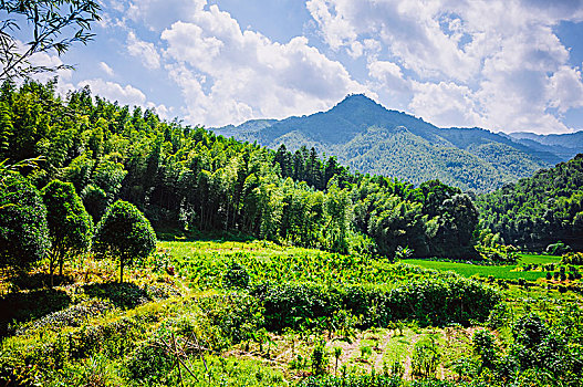 夏日山林风光