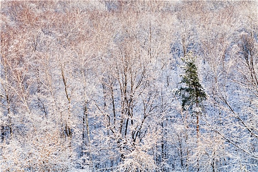 松树,雪中,树林,光亮,阳光