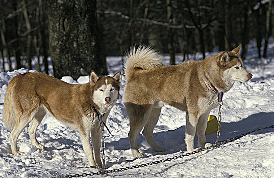 西伯利亚,哈士奇犬,狗,站立,雪