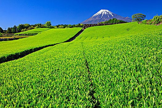 茶园,新,收获,山,富士山