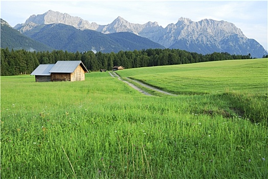 草场,阿尔卑斯山
