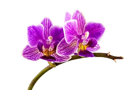 紫罗兰,条纹,兰花