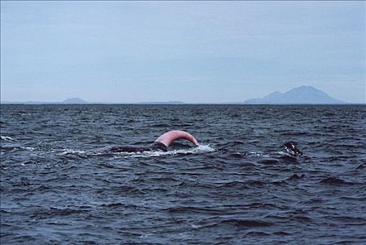 灰鲸,直立,阴茎,北下加利福尼亚州,墨西哥